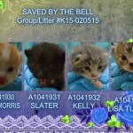 SAVED BY THE BELL KITTENS – A1041930, A1041931, A1041932, A1041933