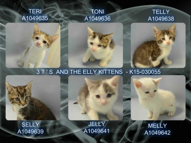 3 T'S AND THE ELLY KITTENS - #K15-030055