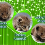 CEREAL KITTENS – A1049836, A1049837, A1049838
