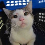 WOOZERS – A1049165