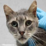 LUCY – A1051355